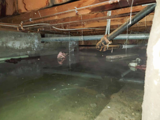 Best Water damage restoration mold remediation  in West Peoria, IL